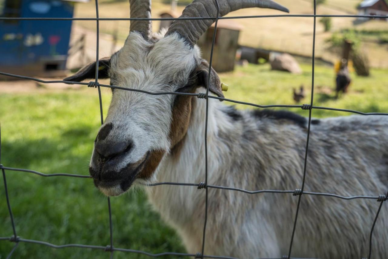 Klausenhansenhof Wolfach Kültér fotó